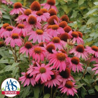 Pow Wow Wild Berry Echinacea Thumbnail